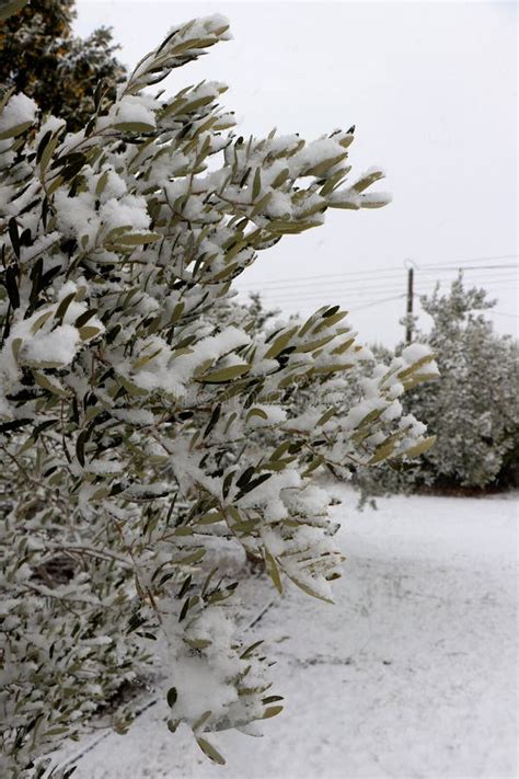 Beautiful Olive Tree Covered in Snow in Winter. Stock Image - Image of ...