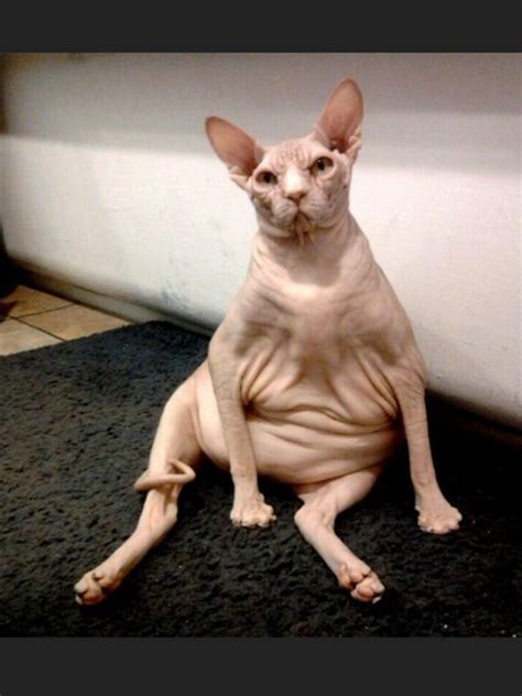 Hairless Cat Funny - Cat Mania