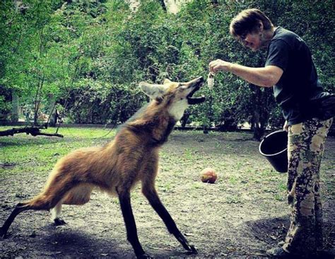 El Lobo de Crin. Descubre este Fantástico Animal - The Animal Blog