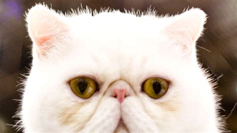 The 30 best cat breeds, ranked