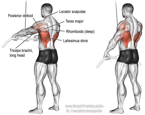 Cable straight-arm pull-down exercise instructions and video | Weight Training Guide ...