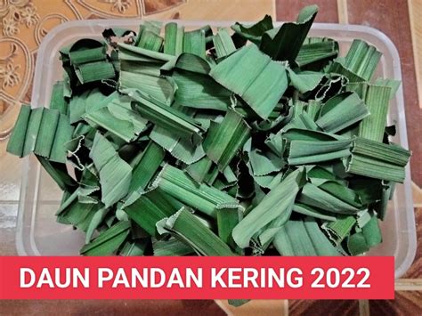 Daun pandan kering organik 2022 - ditanam di kampung (sapot lokal ...