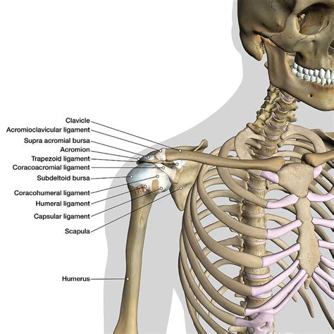 31 best ideas for coloring | Anatomy Of Shoulder