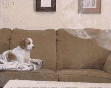 Beagle Dog GIF - Beagle Dog Unimpressed - Discover & Share GIFs