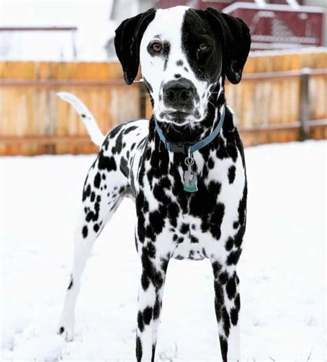 Dalmatian Colors: Do Dalmatians Only Have Black Spots? | Dalmatian dogs ...