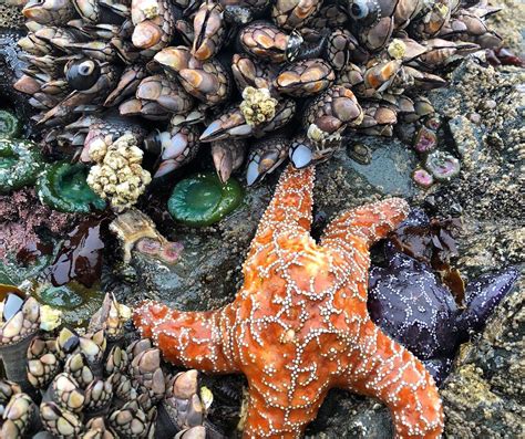 "Once there was an ugly barnacle... - National Park Service | Facebook