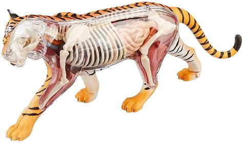 4D Vision Tiger Anatomy Model, from John N. Hansen Co. Inc. and Totally ...