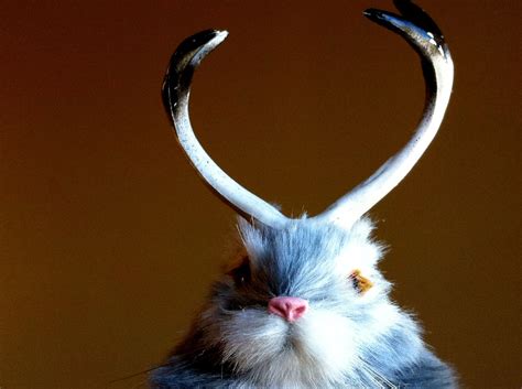 What is a Jackalope? - The Habitat