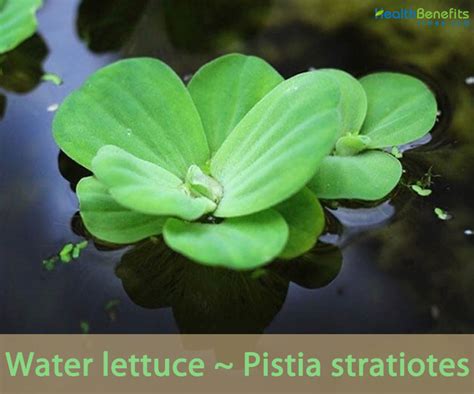 Water lettuce facts and health benefits