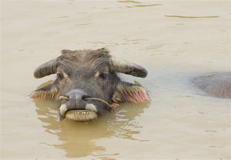 Water buffalo in the river stock photo. Image of fauna - 20023654