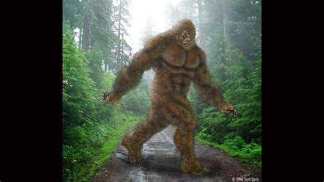 Carolina Bigfoot hunters claim sighting