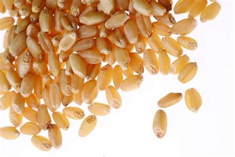 WHEAT GRAIN - LIMITED LIABILITY COMPANY AGRO IST TRADE