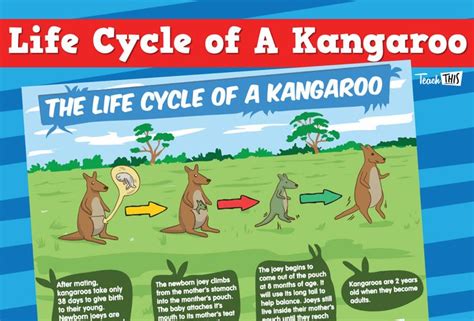 Kangaroo Life Cycle | Life cycles, Kangaroo, Life cycle stages