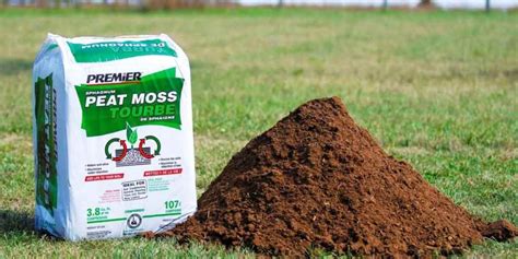 Much Ado About Moss: How to Decide Which Types of Moss Will Work in ...