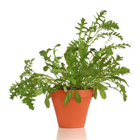 Rocket Herb Plant stock image. Image of growing, leaf - 12521227