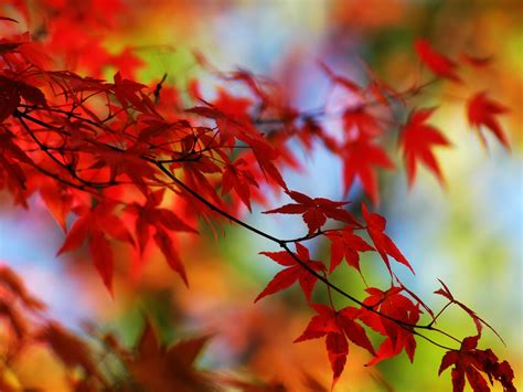 Red Leaves Background wallpaper | 1600x1200 | #8430