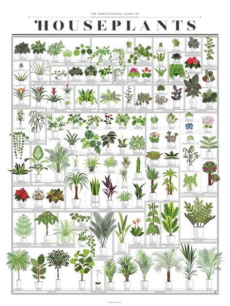 Many fun infographic prints | Common house plants, Inside plants, Plant decor indoor