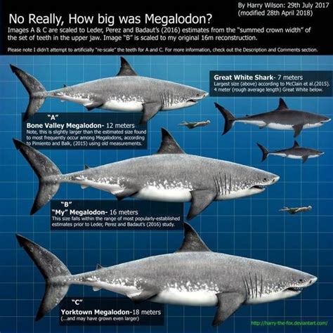 Megalodon: The Real Facts About The Largest Shark Megalodon Shark Facts, Shark Pictures, Shark ...