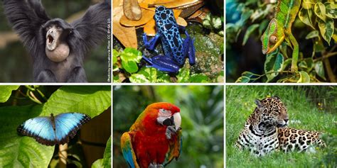 Tropical Rainforest Animals And Plants - Tropical Rainforest Animals ...