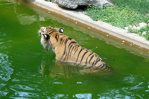 Louisville Zoo | Louisville Zoo tiger cooling off, about 100… | Flickr