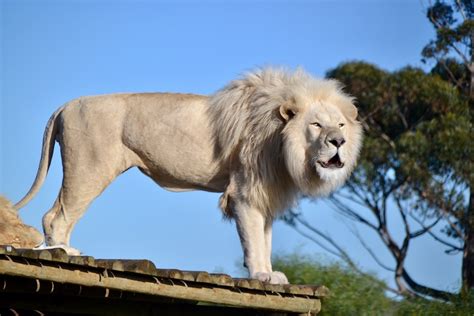 Panthera Africa Big Cat Sanctuary , Stanford