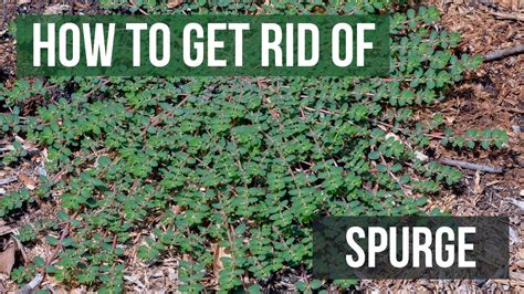 How to Get Rid of Spurge (4 Easy Steps) - YouTube