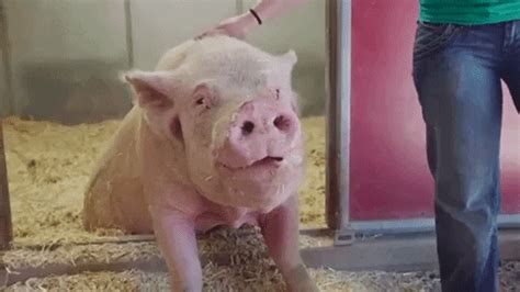 Happy Pig GIFs - Find & Share on GIPHY