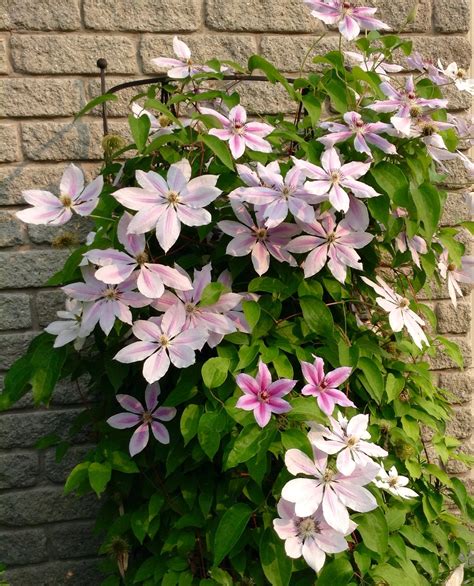 Clematis Vine Varieties For Your Outdoor Space – HomeDecorish