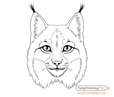 How to Draw a Lynx Face & Head Step by Step - EasyDrawingTips