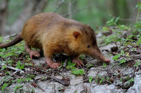 Hispaniolan Solenodon (Solenodon paradoxus) | Weird animals, Interesting animals, Unusual animals