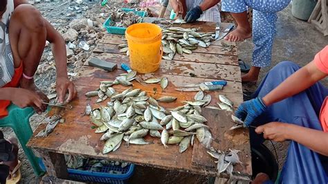 Making Dried Fish Danggit in Cordova Cebu - YouTube