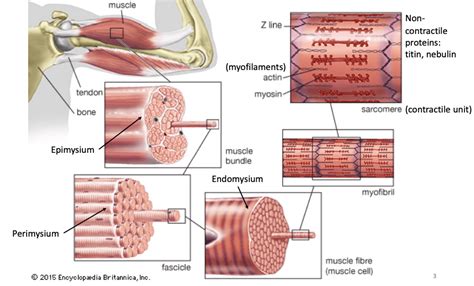 Muscle Anatomy | Muscle system, Skeletal muscle, Muscle anatomy