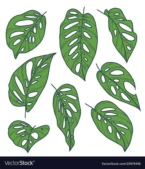 Monstera adansonii leaves Royalty Free Vector Image