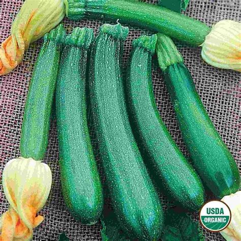Organic Squash Seeds, Fordhook Zucchini | Organic seeds, Zucchini ...