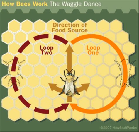 Waggle Dance of Honeybee – EJbees East Jefferson Bee Club