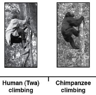 Chimpanzee Feet vs. Human Feet