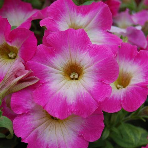 20 Large Bloom Petunia Seeds DREAMS ROSE MORN Everblooming - Etsy