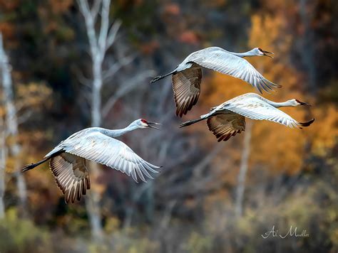 Sandhill Cranes migration Photograph by Al Mueller - Fine Art America