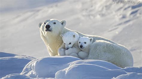 Wildlife Photographer Spots Adorable Polar Bear Family on Baffin Island