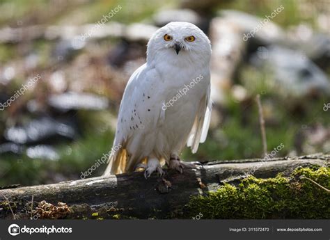 Snowy Owl Tree Forest Stock Photo by ©waitandshoot 311572470