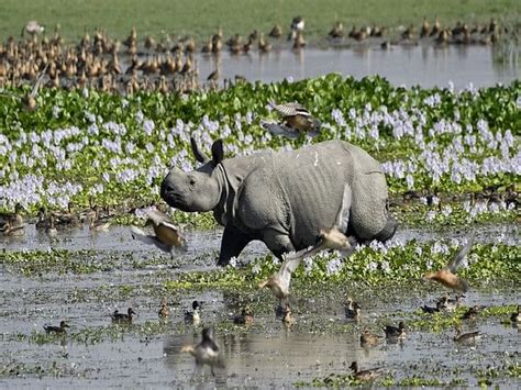 Assam floods: Pobitora Wildlife Sanctuary constructs six highlands for providing shelter to ...