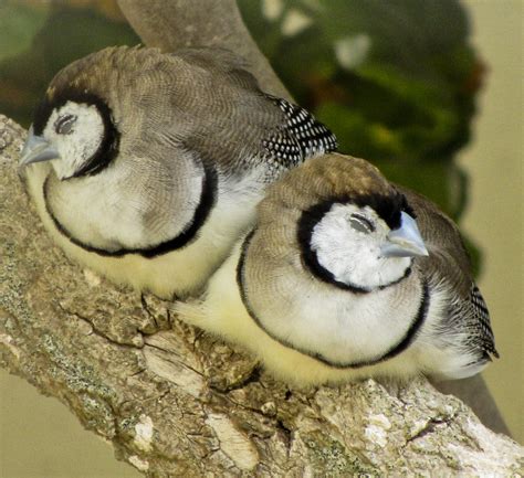 Owl Finches | Photograph taken at the Tropical Bird Park, La… | Flickr