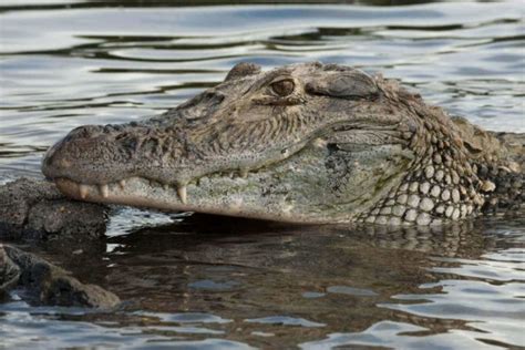 The Most Amazing Wildlife In Guyana And The Best Places To Admire It