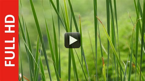 New Effect Green Grass Video Background-Free Nature Motion Background | All Design Creative