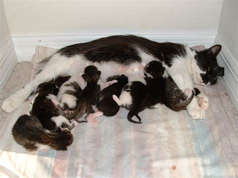 Pregnant Cat - 10 Essential Pregnant Cat Care Tips! - HubPages