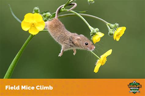 Field Mouse Facts - AAAC Wildlife Removal of Kansas City