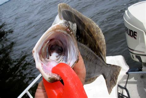 Outer Banks Fishing Report | Southern Flounder and Croakers