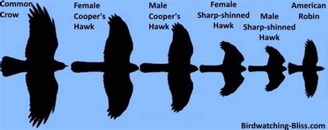 Image result for cooper's hawk in flight | Sharp shinned hawk, Cooper's hawk, Hawk