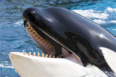 Killer whales come in two sizes