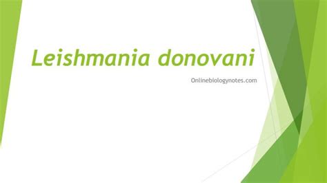 Leishmania donovani: morphology, life cycle, pathogenesis, clinical ...